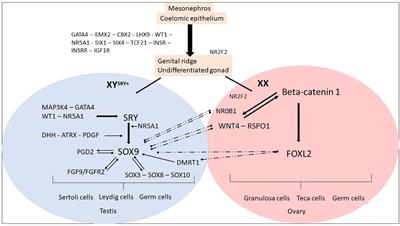 Testicular differentiation in 46,XX DSD: an overview of genetic causes